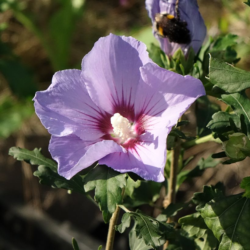 Altea Marina - Hibiscus syriacus (Floración)