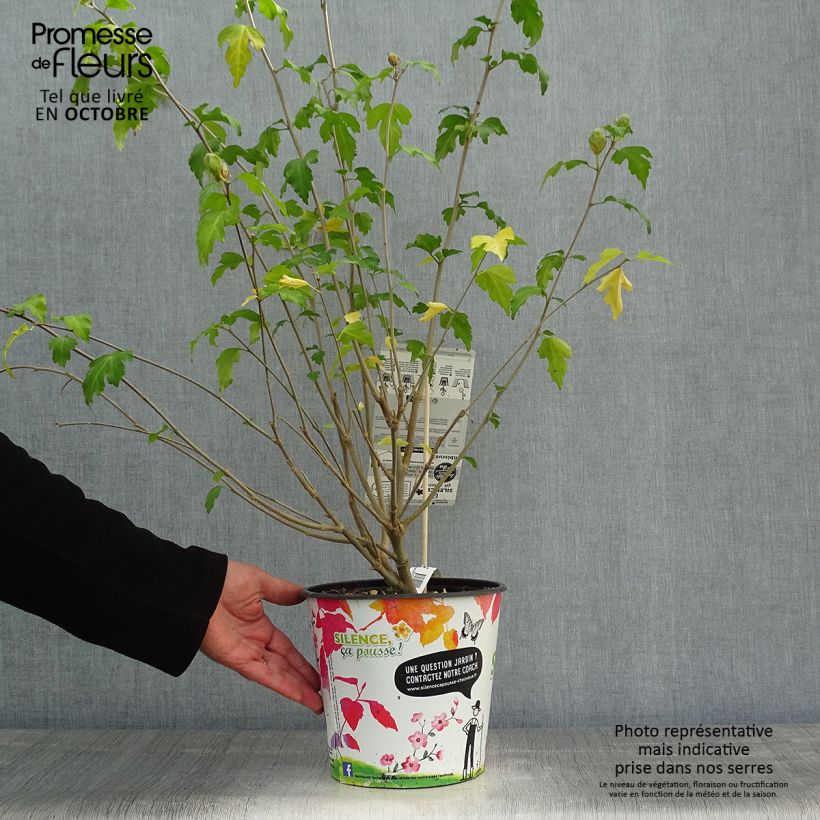 Ejemplar de Altea Pinky Spot - Hibiscus syriacus Maceta 4L/5L entregado en otoño