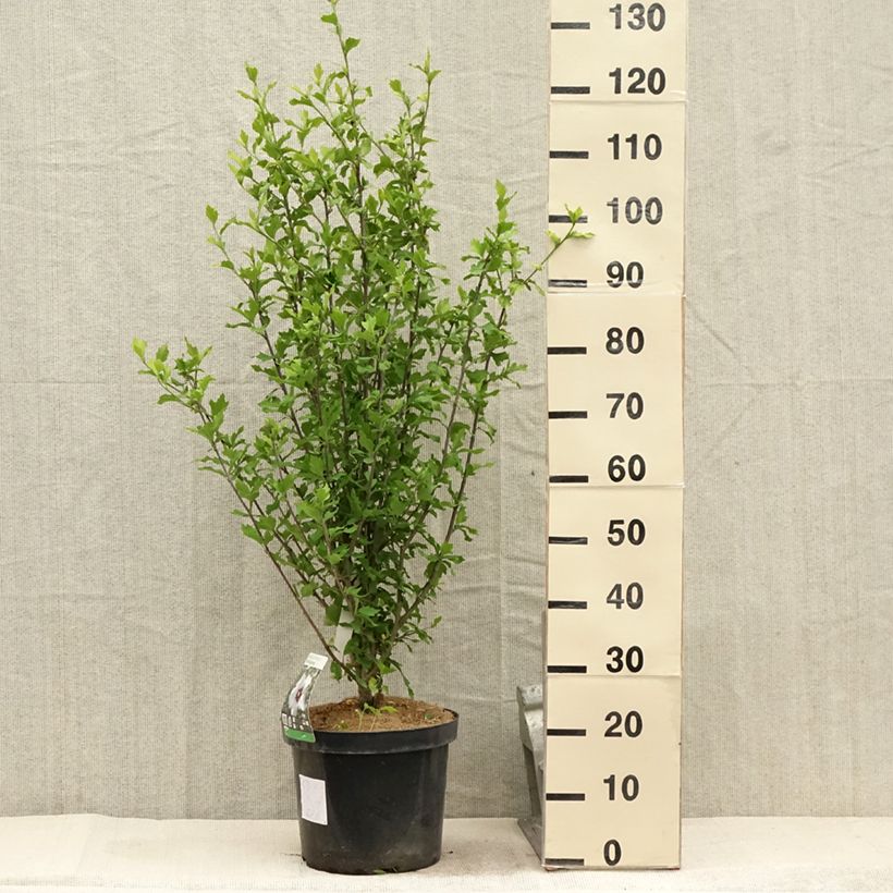 Ejemplar de Hibiscus syriacus Shintaeyang - Altea Maceta 7,5L/10LAltura de entrega aprox. 60/80cm entregado en verano