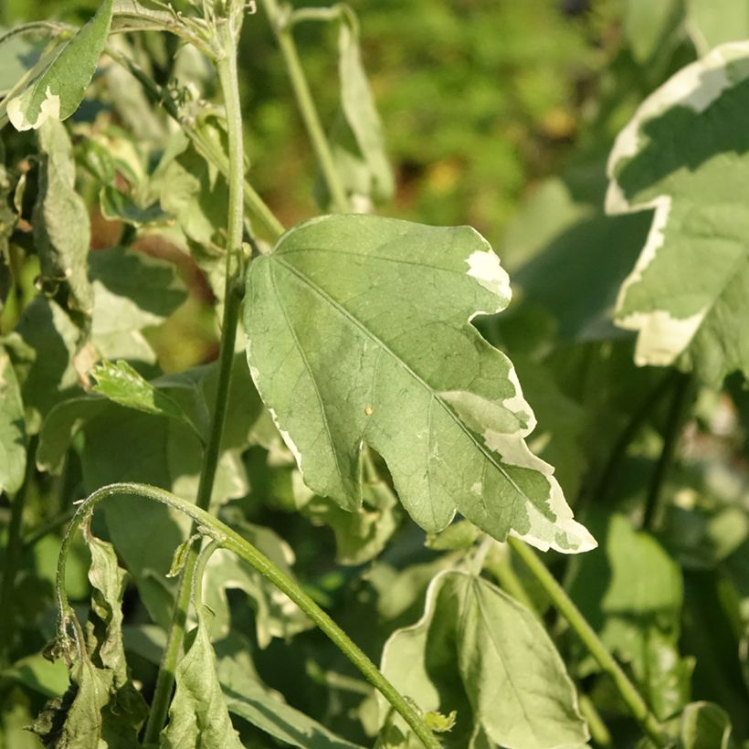 Altea Sugar Tip - Hibiscus syriacus (Follaje)