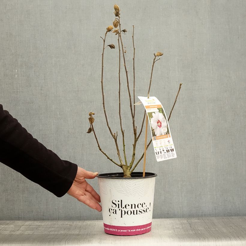 Ejemplar de Altea Sup'Heart - Hibiscus syriacus Maceta 3L/4L entregado en otoño