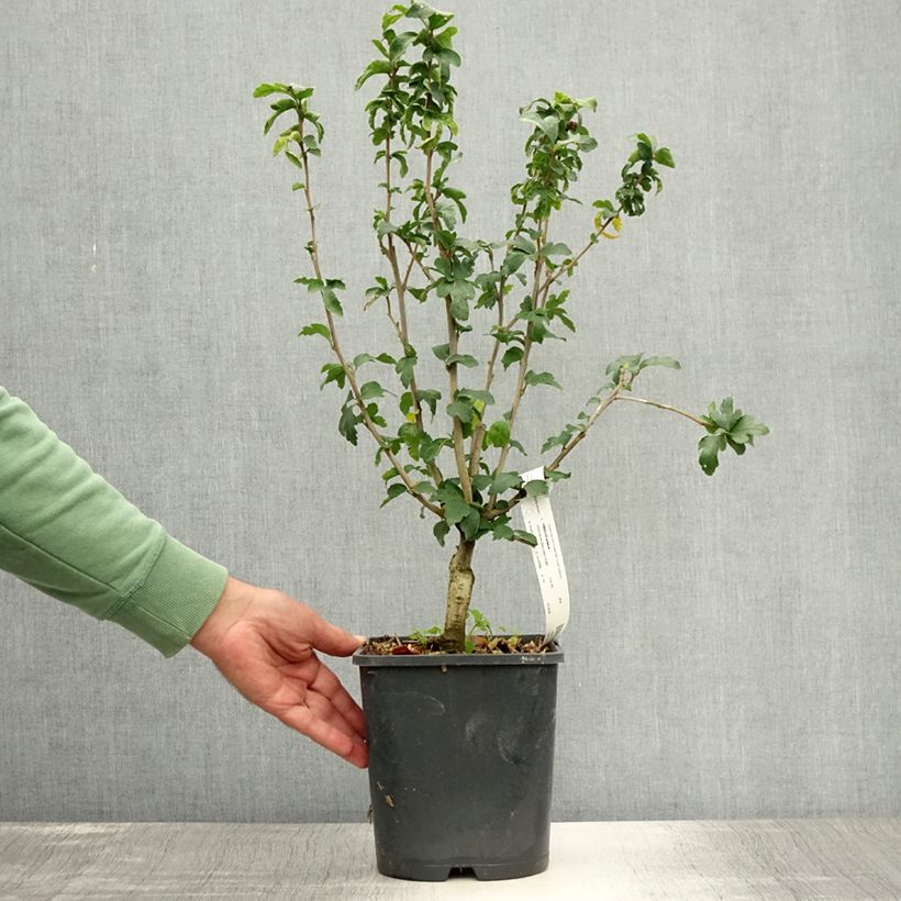 Ejemplar de Altea Ultramarine - Hibiscus syriacus Maceta 3L/4LAltura de entrega aprox. 20/30cm entregado en verano