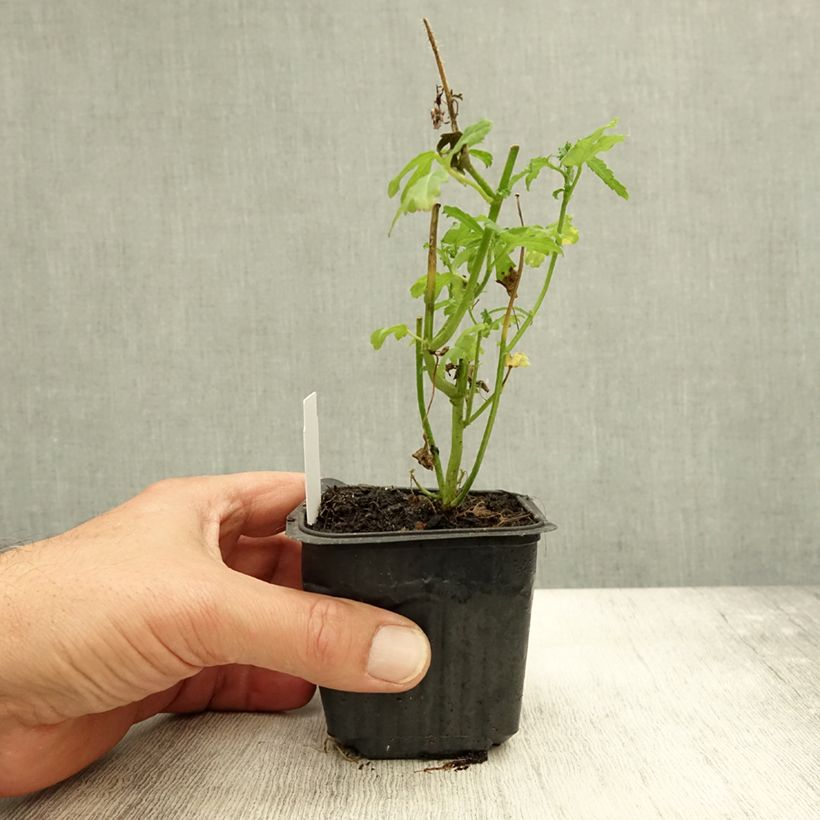 Ejemplar de Hibiscus trionum - Aurora común Maceta de 8/9 cm entregado en otoño