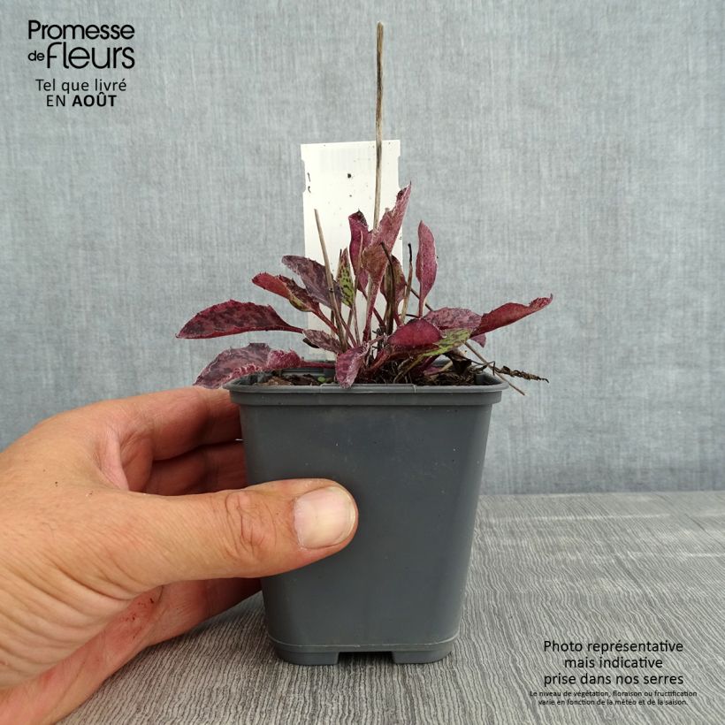 Ejemplar de Hieracium maculatum - Hierba de halcón manchada Maceta de 8/9 cm entregado en verano