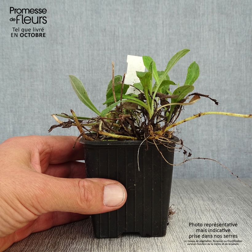 Ejemplar de Hieracium pilosella - Vellorita Maceta de 8/9 cm entregado en otoño