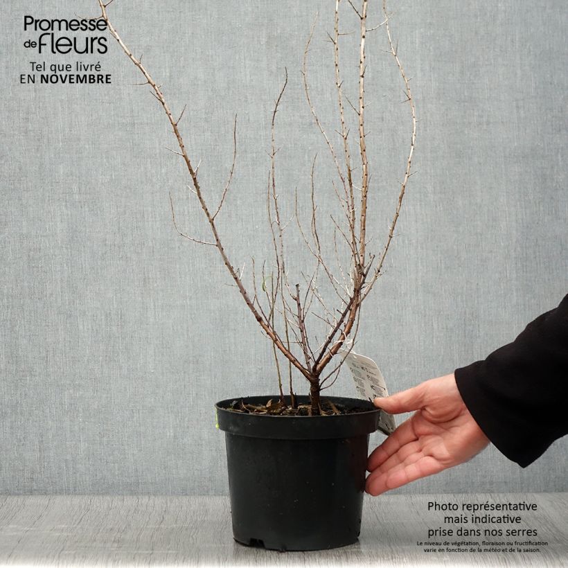 Ejemplar de Espino amarillo - Hippophae rhamnoides Maceta 2L/3L entregado en otoño