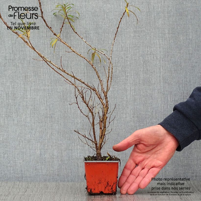 Ejemplar de Espino amarillo Leikora Maceta de 8/9 cm entregado en otoño