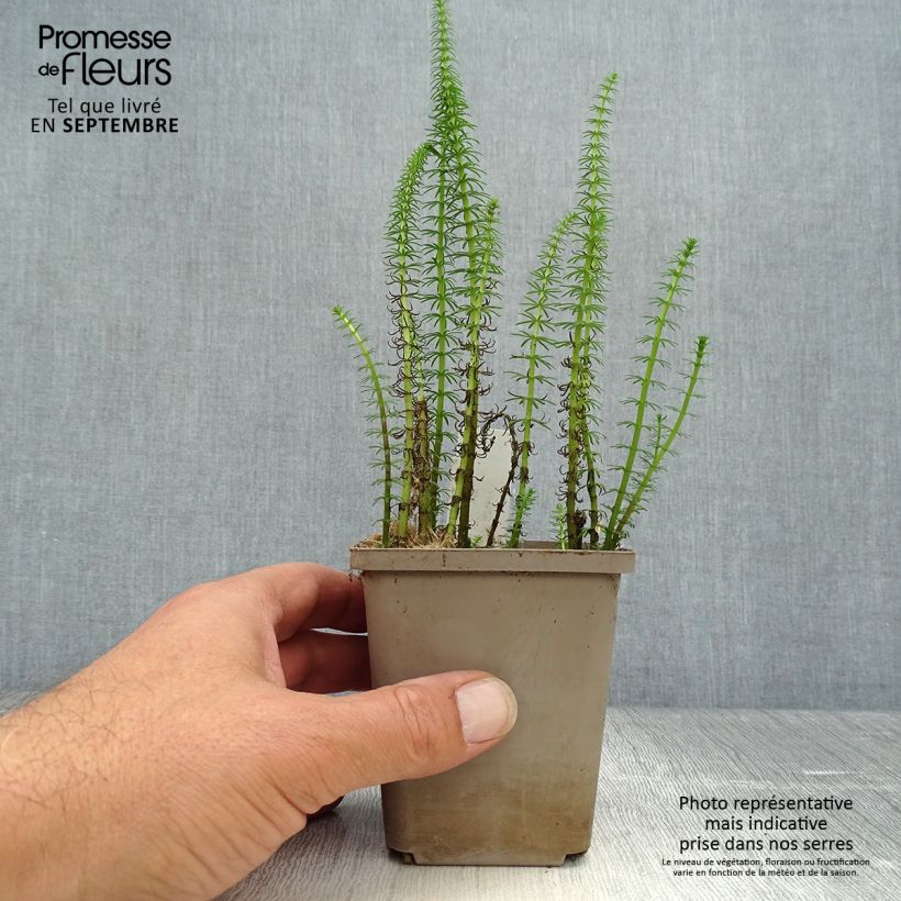 Ejemplar de Hippuris vulgaris - Pino acuático Maceta de 8/9 cm entregado en otoño