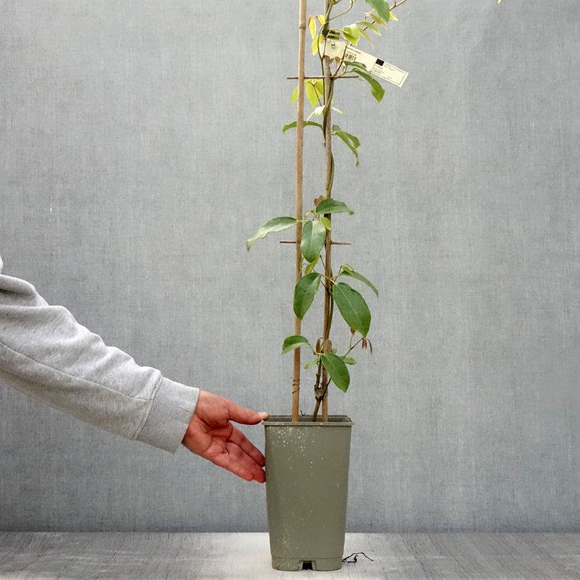 Ejemplar de Holboellia coriacea - Vigne bleue de Chine Pot de 3L entregado en verano