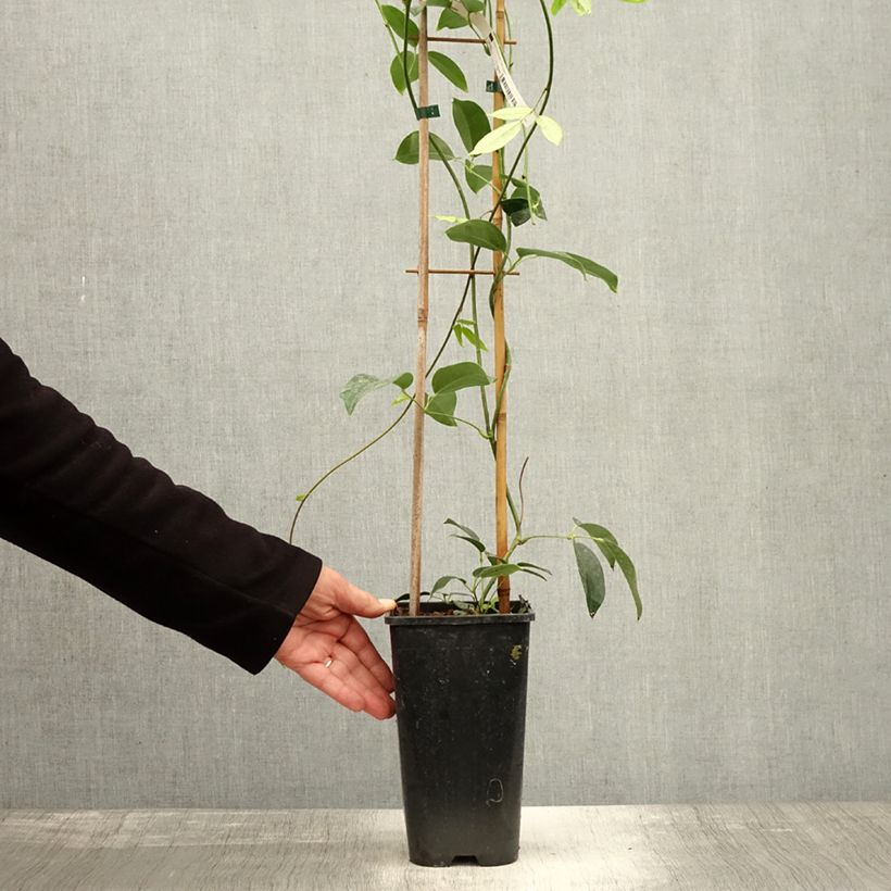Ejemplar de Holboellia traversii Maceta 3L/4L entregado en otoño