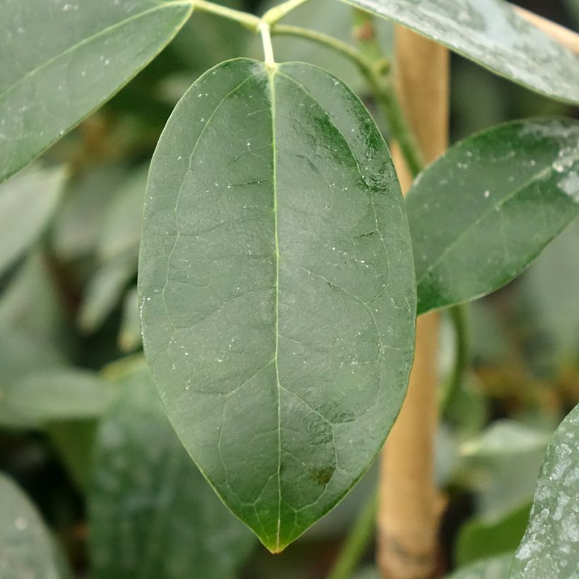 Holboellia traversii (Follaje)