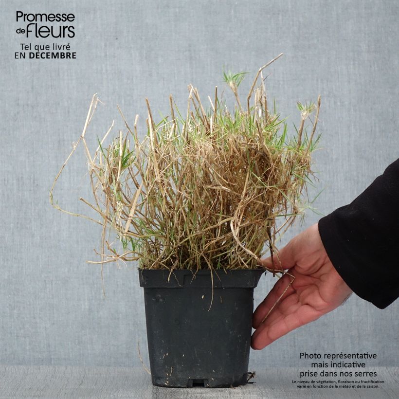 Ejemplar de Holcus mollis Albovariegatus - Heno blanco Maceta 2L/3L entregado en otoño