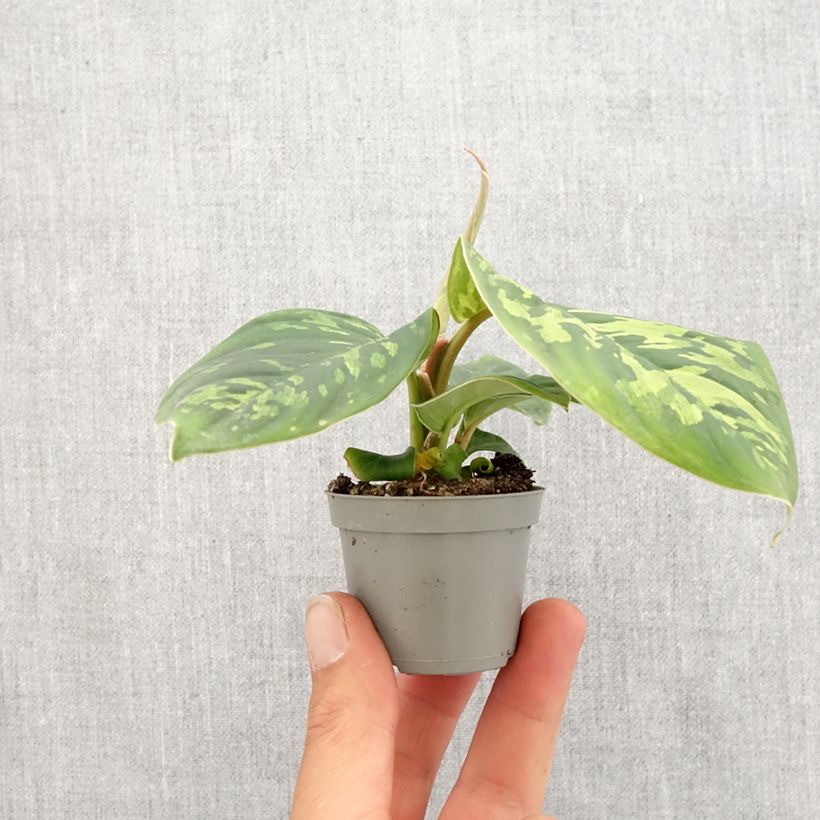 Homalomena Camouflage Mini-plante Ejemplar entregado en la primavera