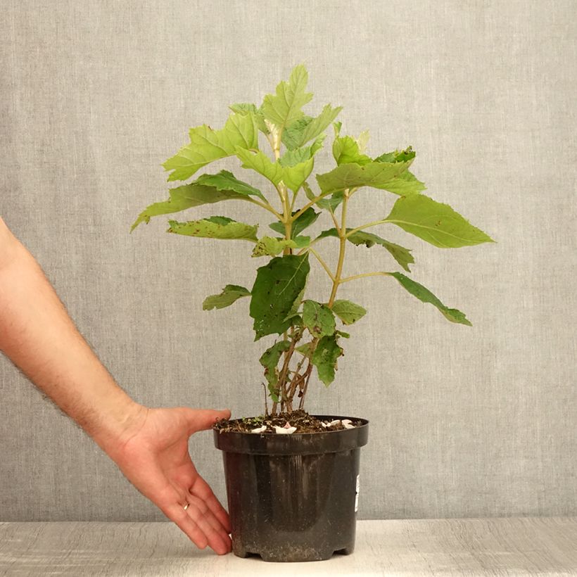 Ejemplar de Hortensia quercifolia Bultinks Giant Flowers - Hortensia de hoja de roble Maceta 2L/3LAltura de entrega aprox. 30/40cm entregado en verano