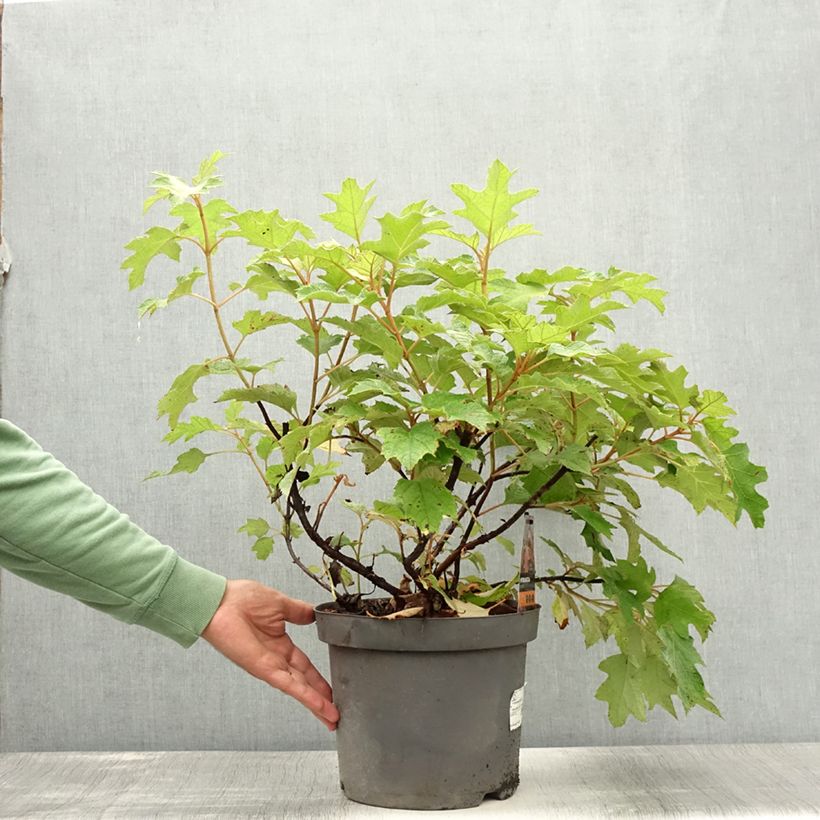 Ejemplar de Hortensia quercifolia Bultinks Giant Flowers - Hortensia de hoja de roble Maceta 7,5L/10L entregado en verano