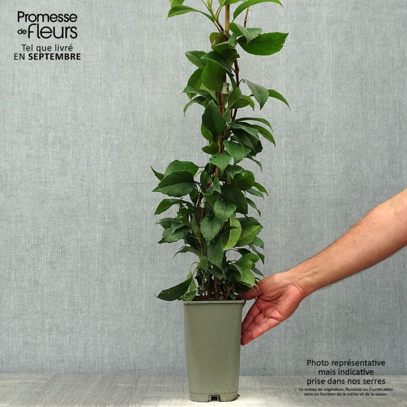 Ejemplar de Hortensia seemanii - Hydrangea Maceta 2L/3L entregado en otoño