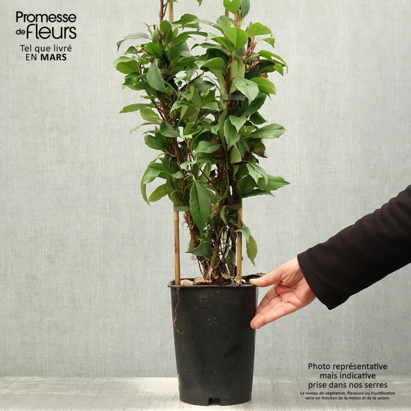 Hortensia seemanii - Hydrangea Maceta 6L/7LAltura de entrega aprox. 60/90cm Ejemplar entregado en la primavera