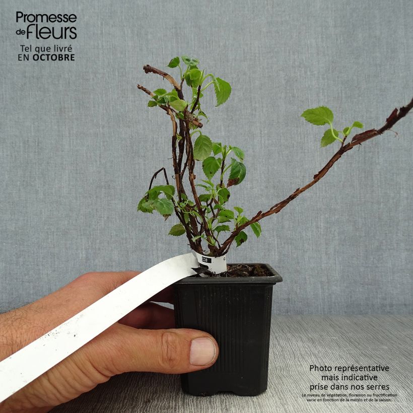 Ejemplar de Hortensia anomala var. petiolaris - Hortensia trepadora Maceta de 8/9 cm entregado en otoño