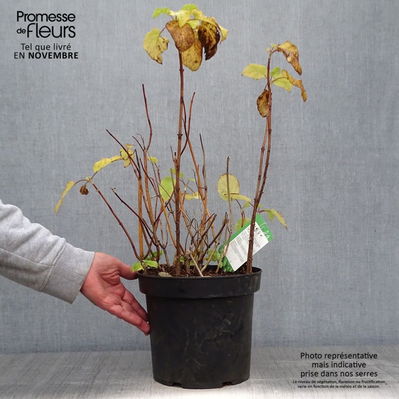 Ejemplar de Hortensia arborescens Annabelle Maceta 7,5L/10L entregado en otoño