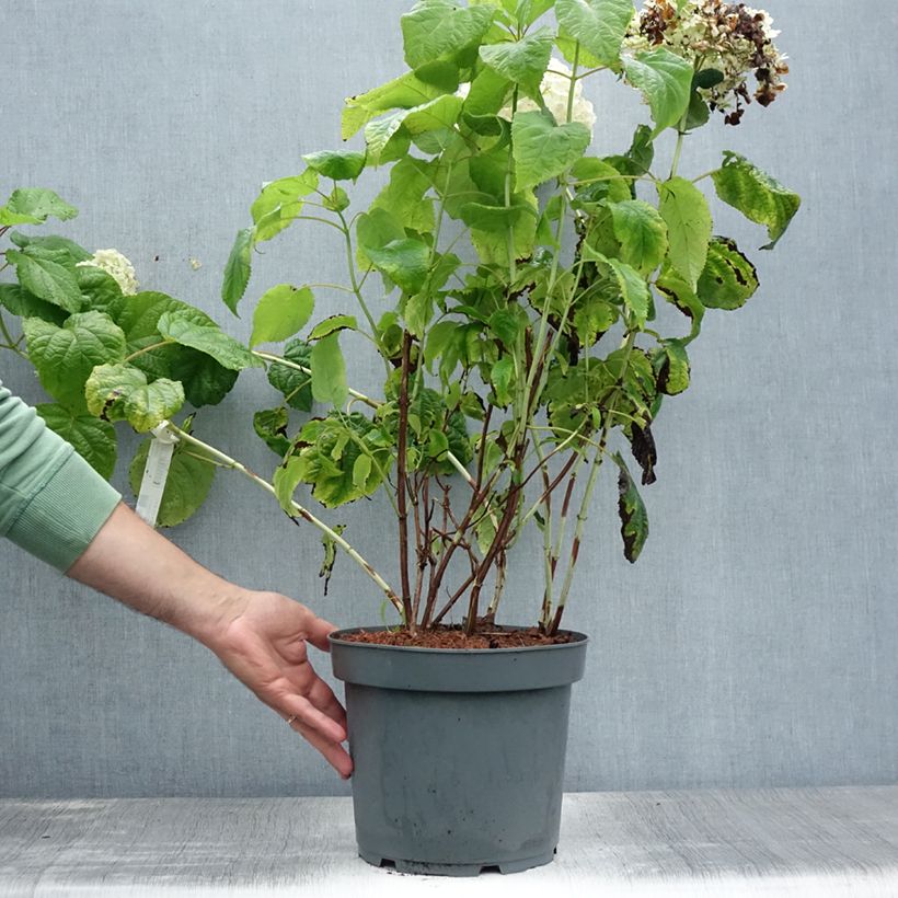 Ejemplar de Hortensia arborescens Annabelle Pot de 7,5L/10LHauteur livrée env. 60+cm entregado en verano