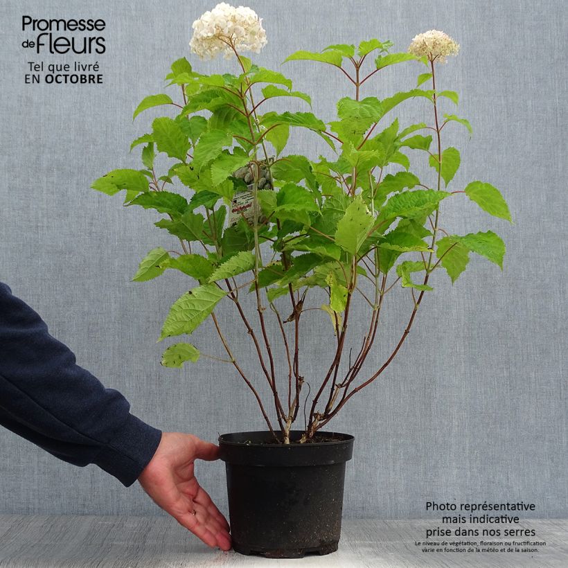 Ejemplar de Hortensia arborescens Candybelle Marshmallow Maceta 3L/4L entregado en otoño
