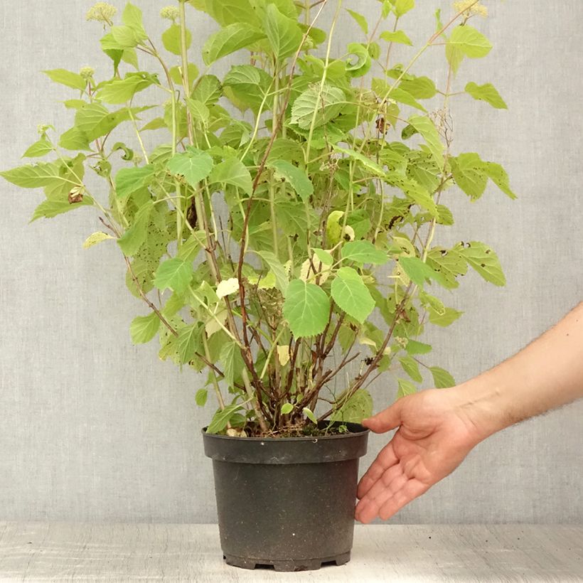 Ejemplar de Hortensia arborescens Candybelle Marshmallow Pot de 3L/4LHauteur livrée env. 30/40cm entregado en verano