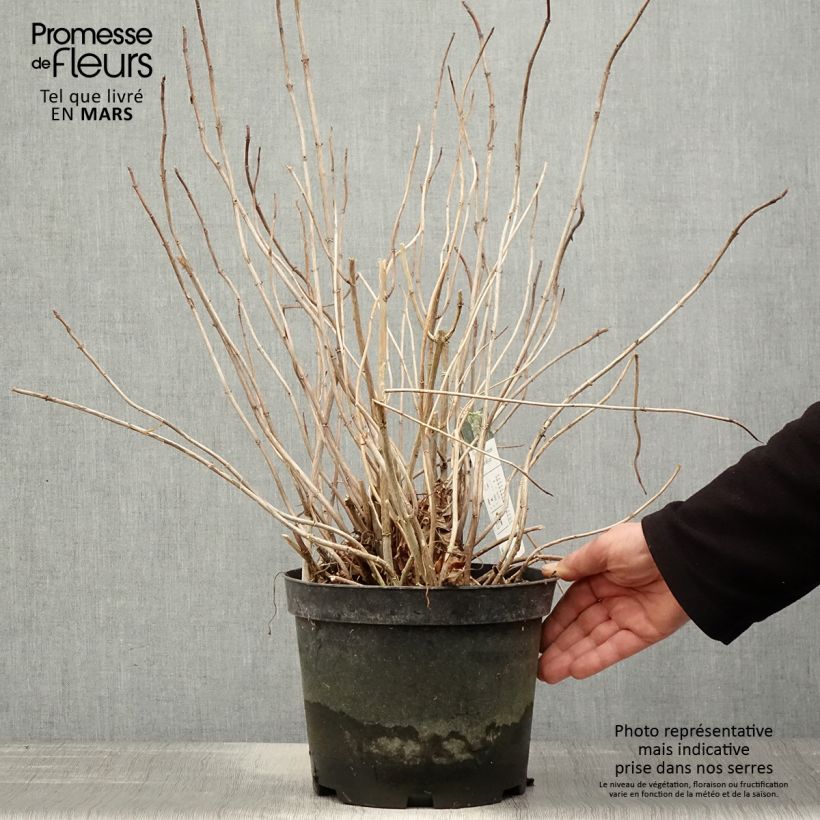Hortensia arborescens Emerald lace  Pot de 4L/5LHauteur livrée env. 20/30cm Ejemplar entregado en la primavera