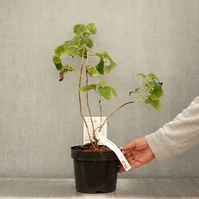Ejemplar de Hortensia arborescens Golden Annabelle Maceta 3L/4L entregado en otoño