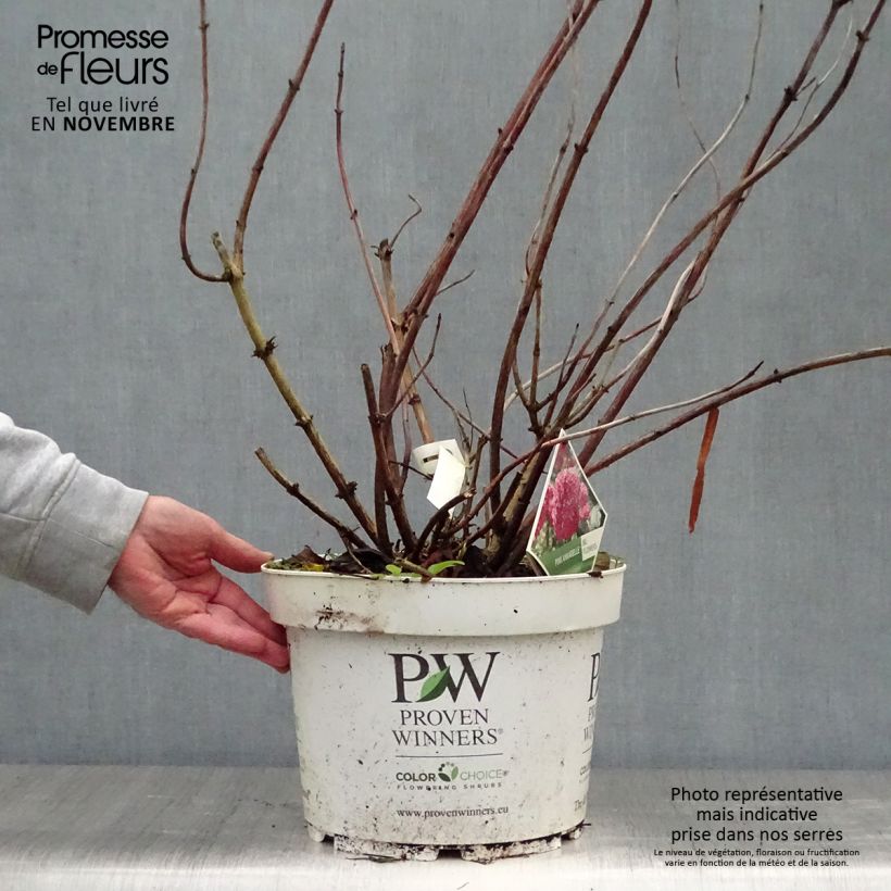 Ejemplar de Hortensia arborescens Pink Annabelle Maceta 7,5L/10L entregado en otoño