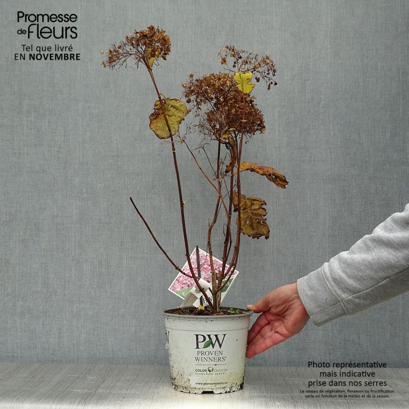 Ejemplar de Hortensia arborescens Sweet Annabelle Maceta 2L/3L entregado en otoño