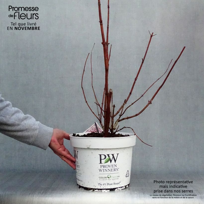 Ejemplar de Hortensia arborescens Sweet Annabelle Maceta 7,5L/10L entregado en otoño