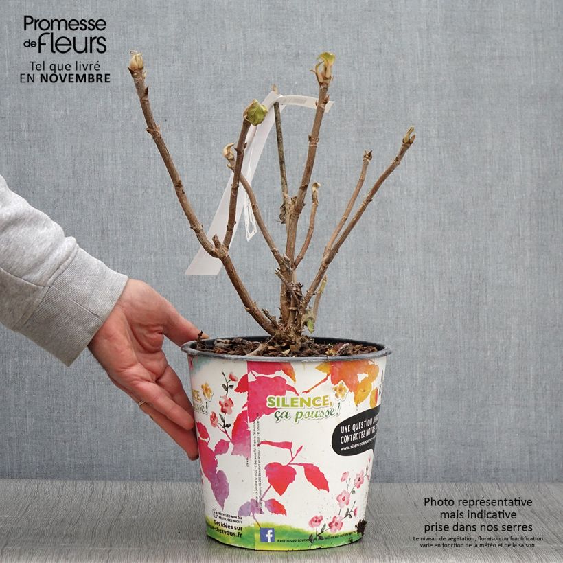 Ejemplar de Hortensia aspera subsp.sargentiana - Hydrangea Maceta 3L/4L entregado en otoño
