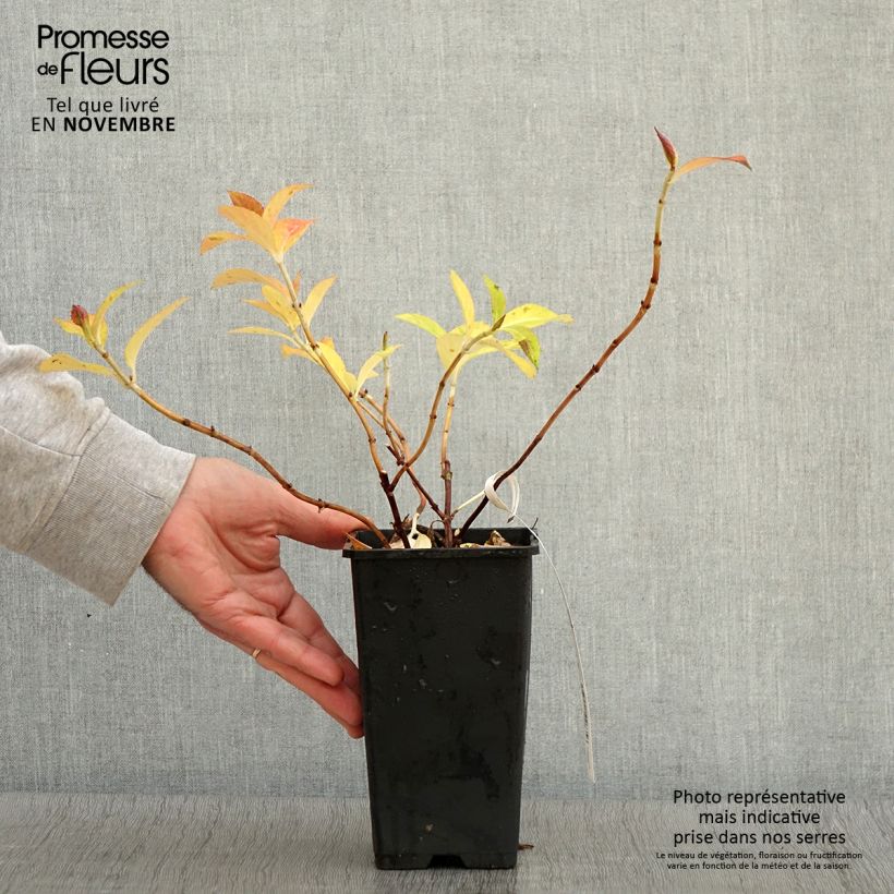 Ejemplar de Hortensia French Bolero - Hydrangea Maceta 1,5L/2L entregado en otoño