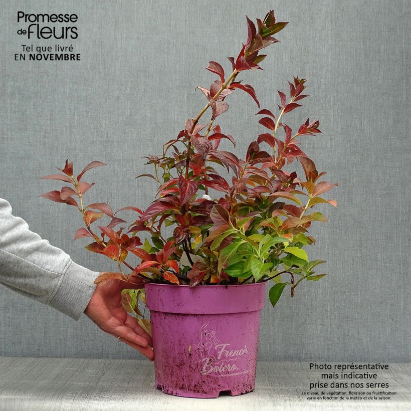 Ejemplar de Hortensia French Bolero - Hydrangea Maceta 6L/7L entregado en otoño