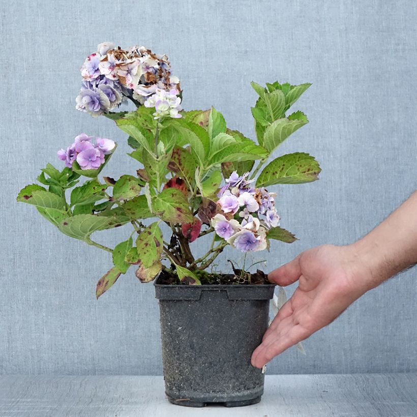 Ejemplar de Hortensia macrophylla Amethyst - Hydrangea Maceta 3L/4L entregado en verano