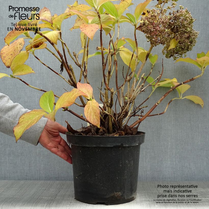 Ejemplar de Hortensia macrophylla Ayesha - Hydrangea Maceta 7,5L/10L entregado en otoño