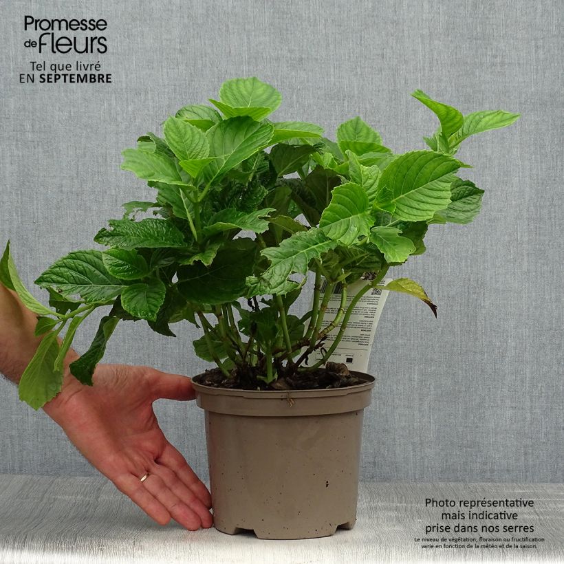 Ejemplar de Hortensia macrophylla Baron Rouge - Hydrangea Maceta 2L/3L entregado en otoño