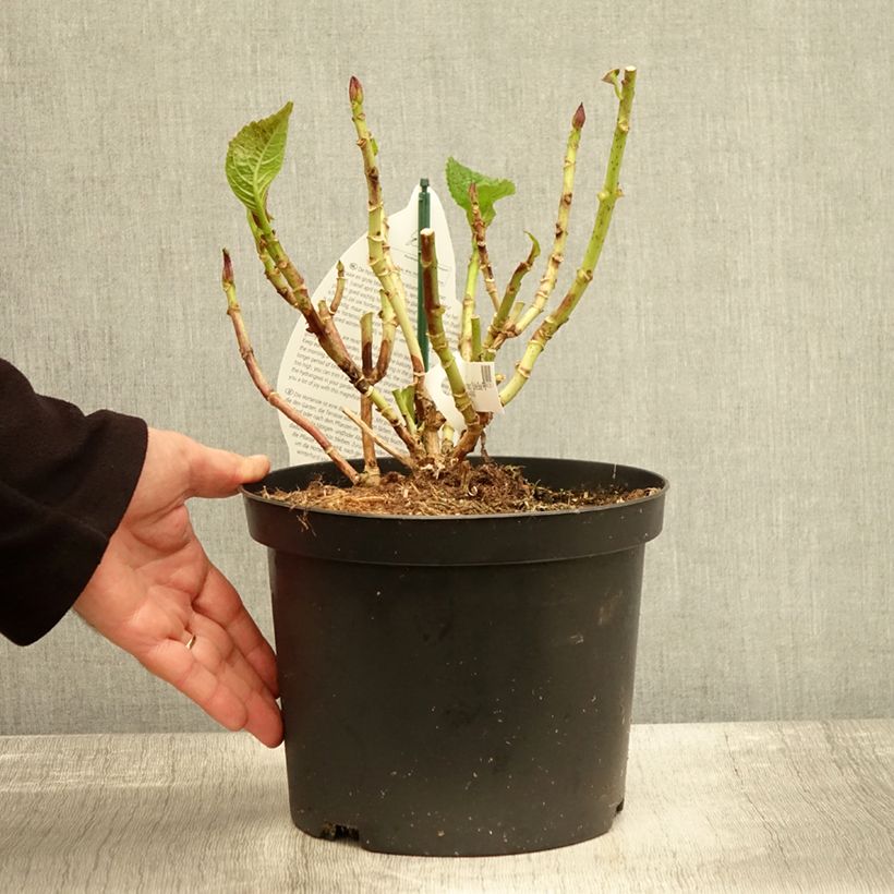 Ejemplar de Hortensia macrophylla Beautensia Spike - Hydrangea Maceta 4L/5L entregado en otoño