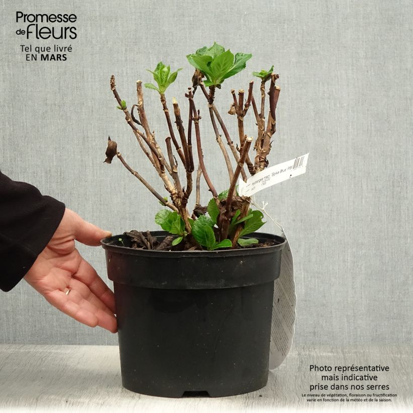 Hortensia macrophylla Beautensia Spike - Hydrangea Maceta 4L/5L Ejemplar entregado en la primavera