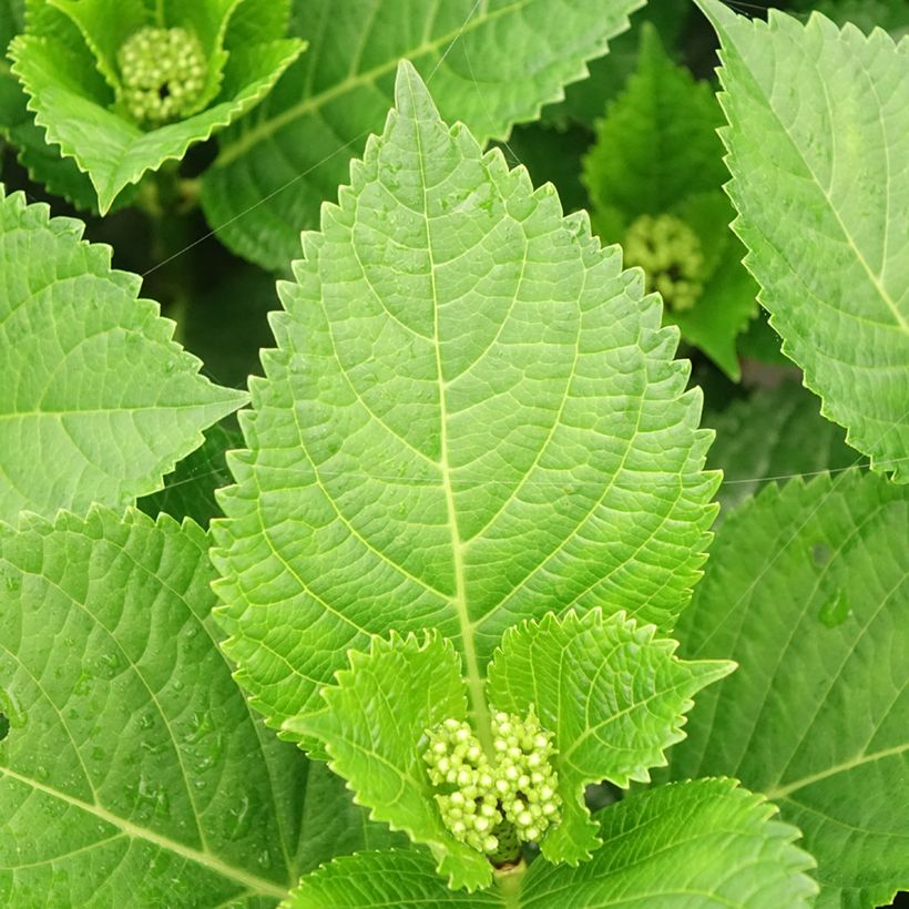 Hortensia macrophylla Beautensia Spike - Hydrangea (Follaje)