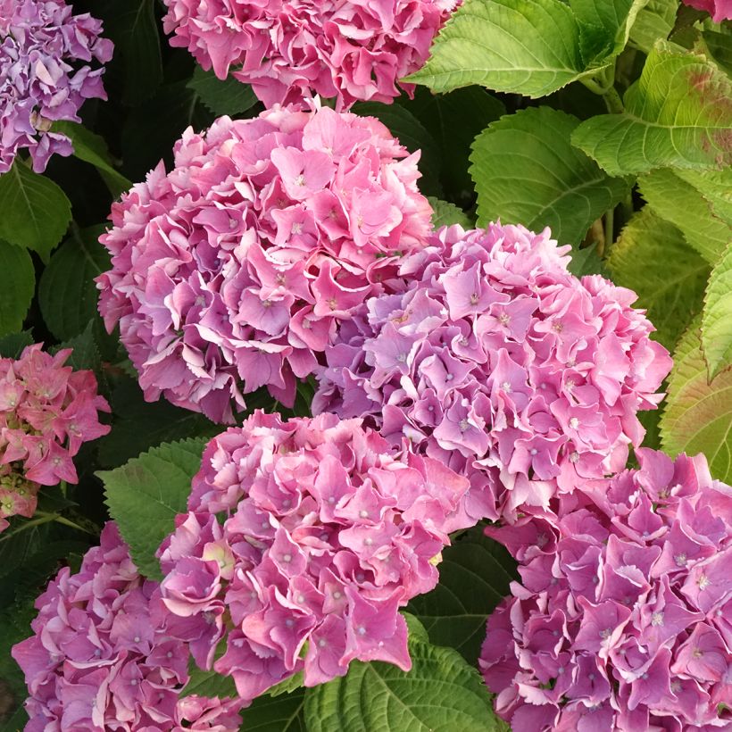 Hortensia macrophylla Beautensia Spike - Hydrangea (Floración)