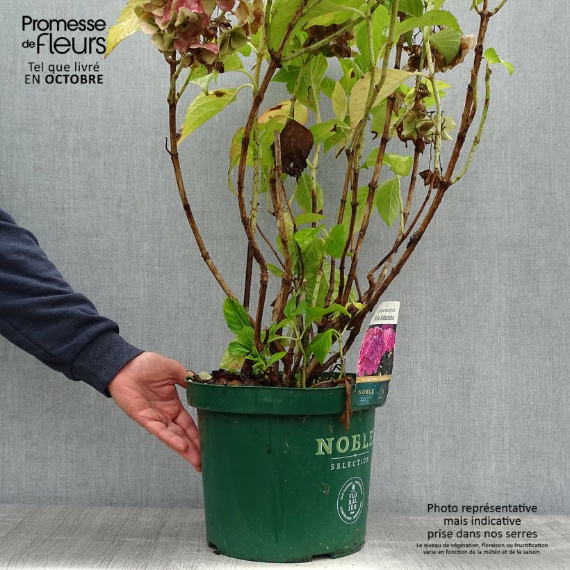 Ejemplar de Hortensia macrophylla Belle Séduction - Hydrangea Maceta 7,5L/10L entregado en otoño
