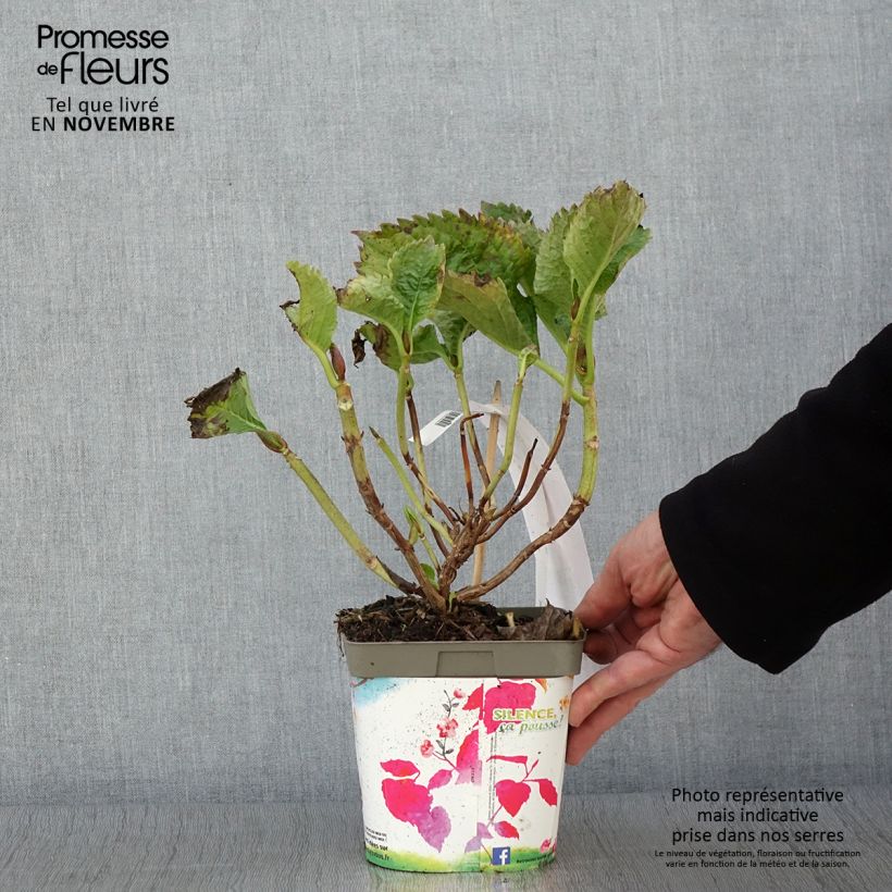 Ejemplar de Hortensia macrophylla Benelux Pink - Hydrangea Maceta 2L/3L entregado en otoño