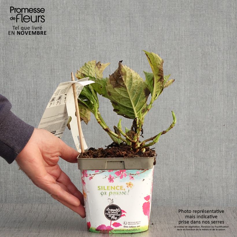 Ejemplar de Hortensia macrophylla Big Data Pink - Hydrangea Maceta 2L/3L entregado en otoño