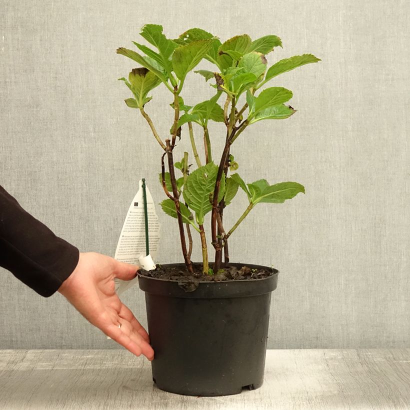 Ejemplar de Hortensia macrophylla Black Steel Purple - Hydrangea Maceta 4L/5L entregado en otoño