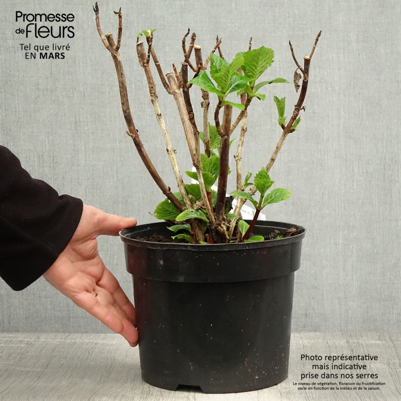 Hortensia macrophylla Black Steel Purple - Hydrangea Maceta 4L/5L Ejemplar entregado en la primavera