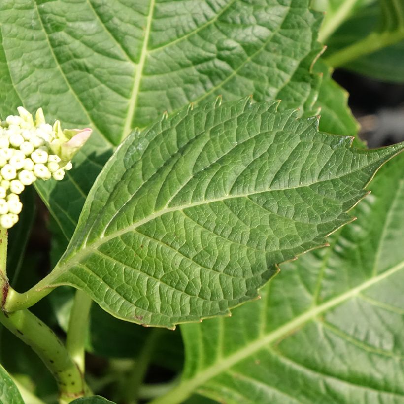 Hortensia macrophylla Bloombuster rosa - Hydrangea (Follaje)