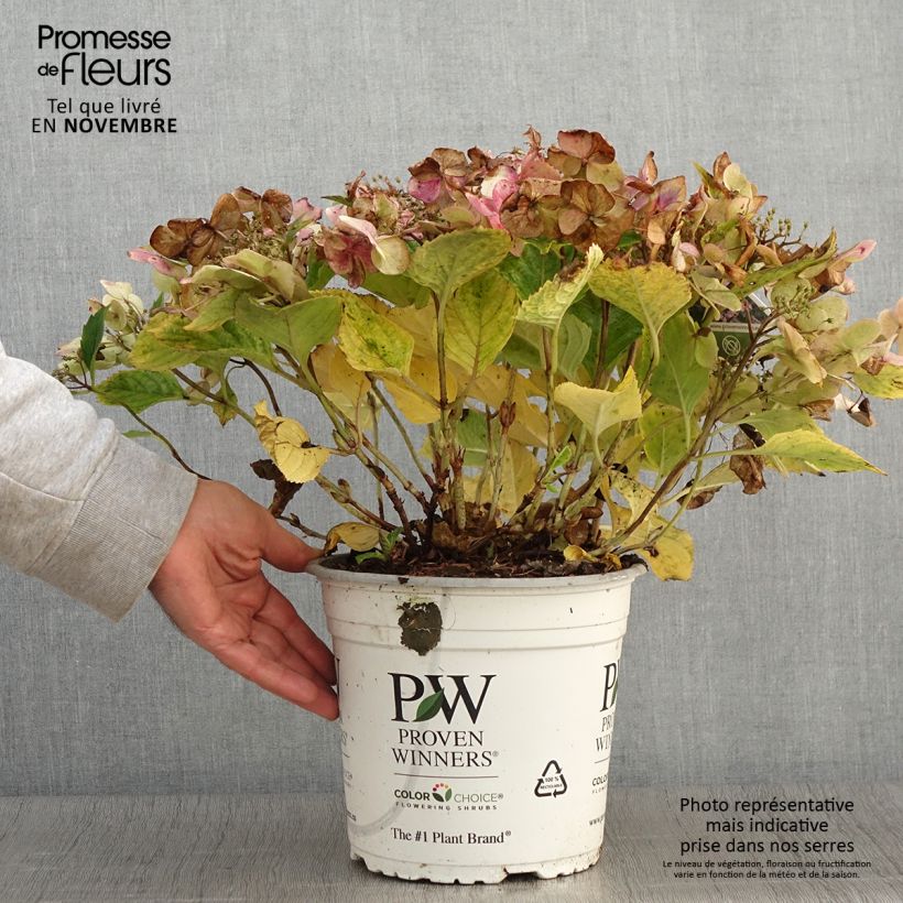 Ejemplar de Hortensia macrophylla Blueberry Cheesecake - Hydrangea Maceta 4L/5L entregado en otoño