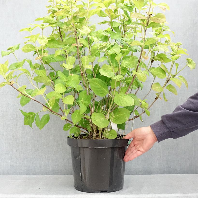 Hortensia macrophylla Bouquet Rose - Hydrangea Maceta 7,5L/10LAltura de entrega aprox. 50/60cm Ejemplar entregado en la primavera