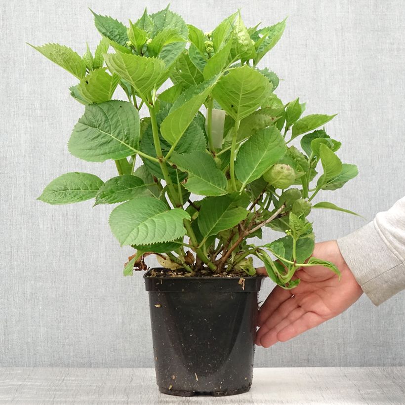 Ejemplar de Hortensia macrophylla Buchfink - Hydrangea Maceta 2L/3LAltura de entrega aprox. 20/30cm entregado en verano